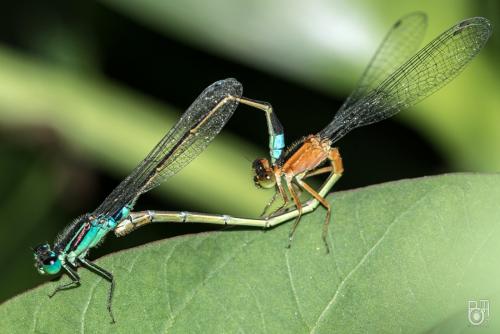 Réf. 272 372 : Ischnura senegalensis